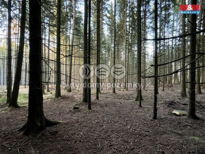 Prodej, Les, Borovnice