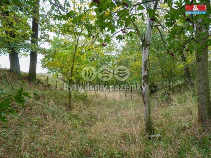 Prodej, Les, Dolní Habartice