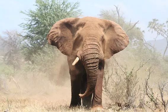 Amboseli scene 3