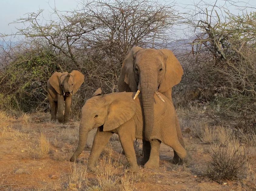 Akagera National Park