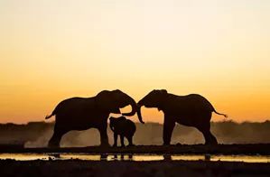 Amboseli scene 4