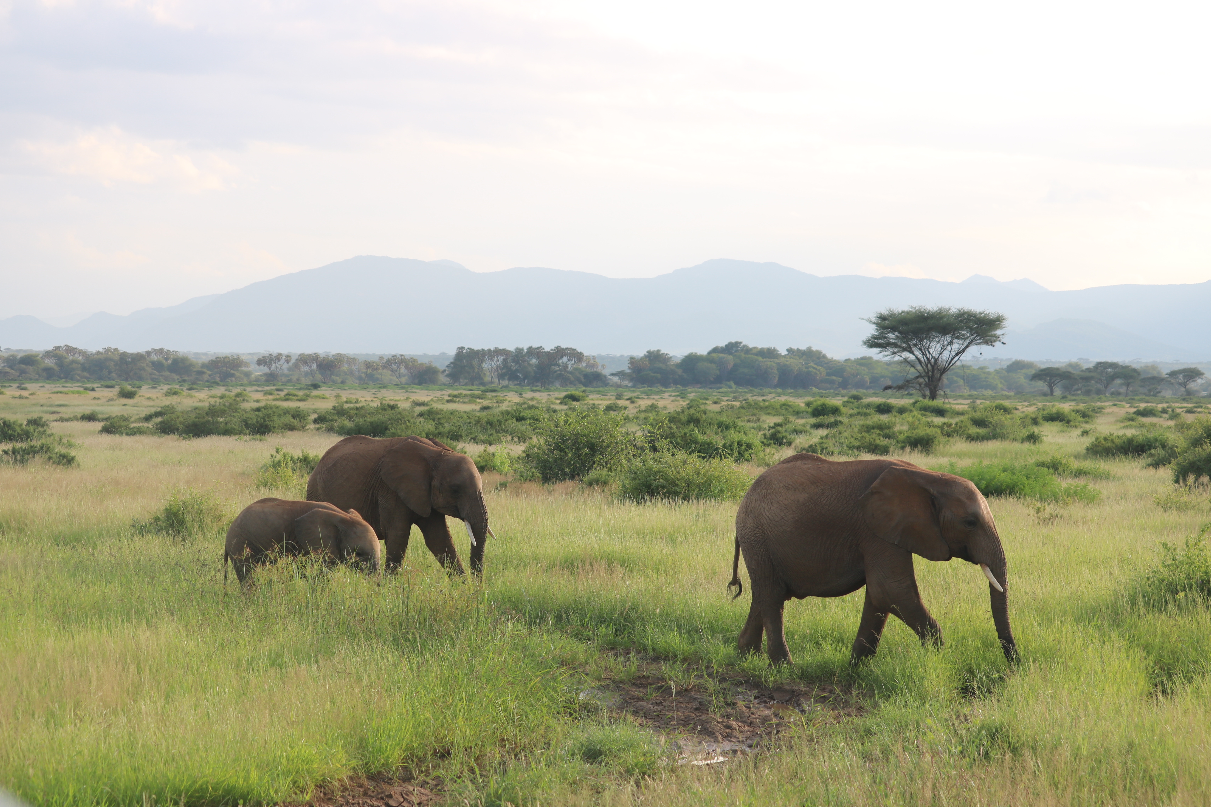 Amboseli safari destination