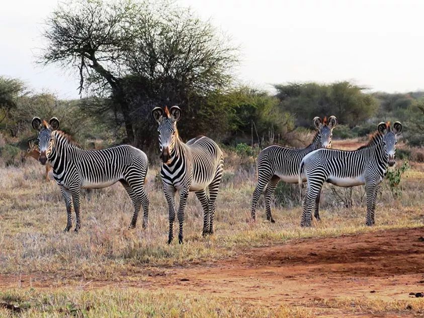 3 Days/2 Nights of Samburu Safari experience 2