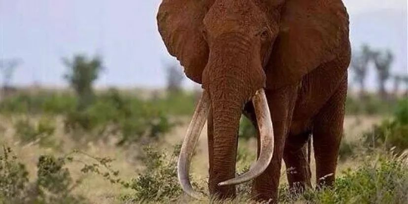 3 Days/2 Nights of Samburu Safari experience 5