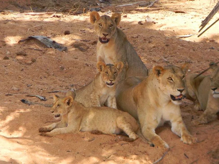 Lake Nakuru scene 4