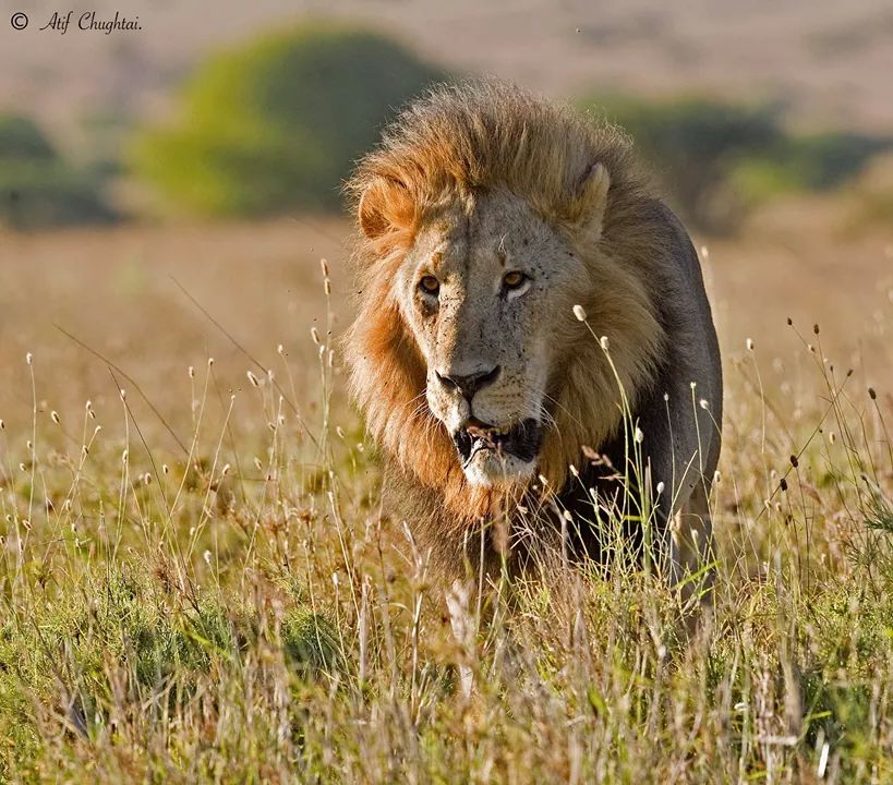 Maasai Mara safari destination