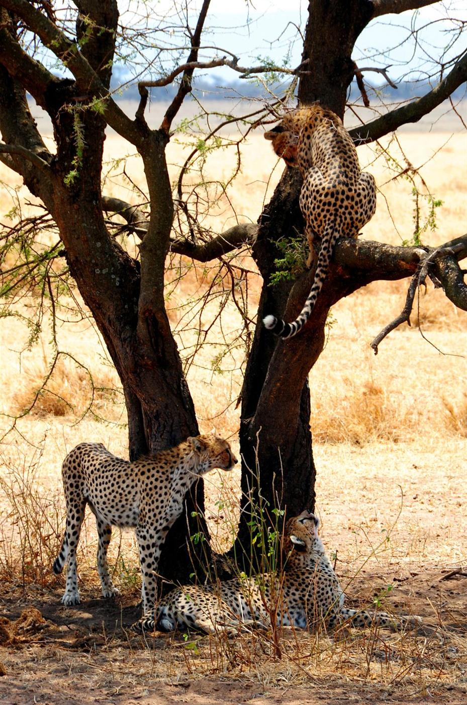 3 Days/2 Nights of Tarangire, Ngorongoro & Lake Manyara