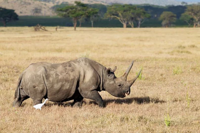 Lake Nakuru safari destination
