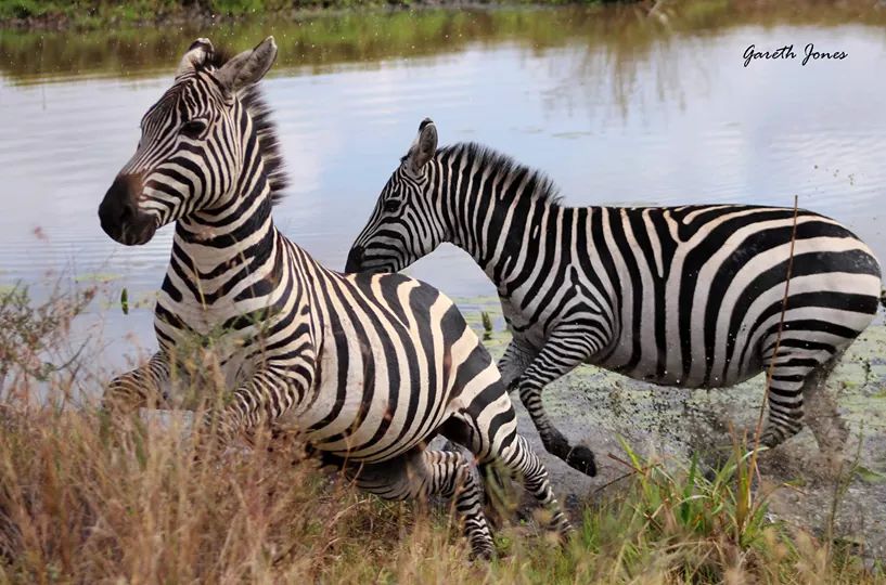 Lake Nakuru scene 3