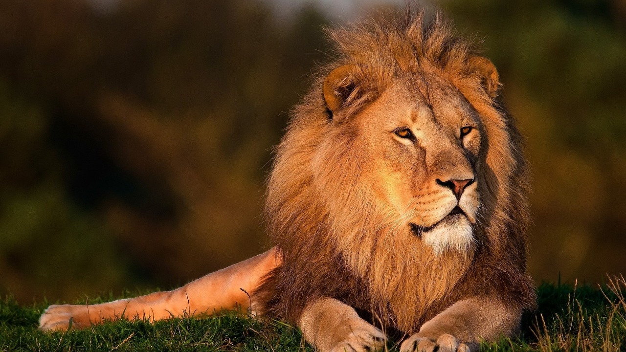 Maasai Mara safari destination