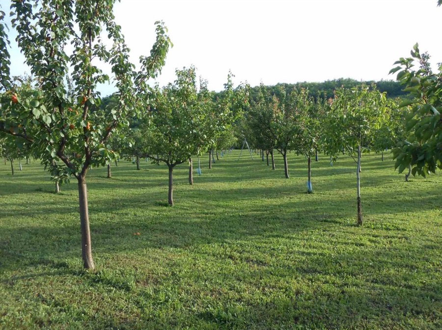 Jedinstvena ponuda prodajem organsko sertifikovano imanje 2