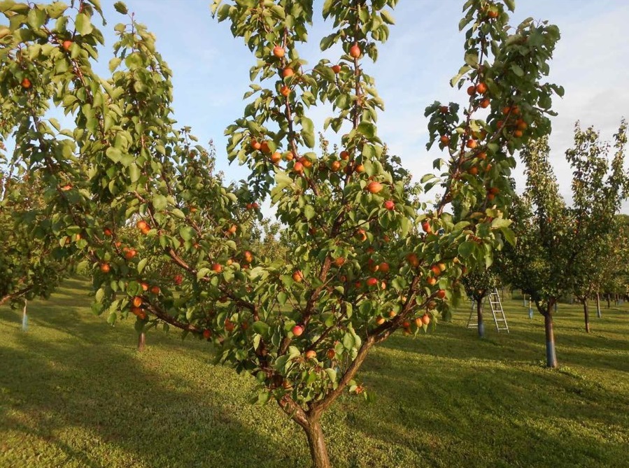 Jedinstvena ponuda prodajem organsko sertifikovano imanje 4