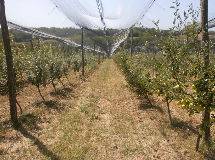 Jedinstvena ponuda prodajem organsko sertifikovano imanje 5
