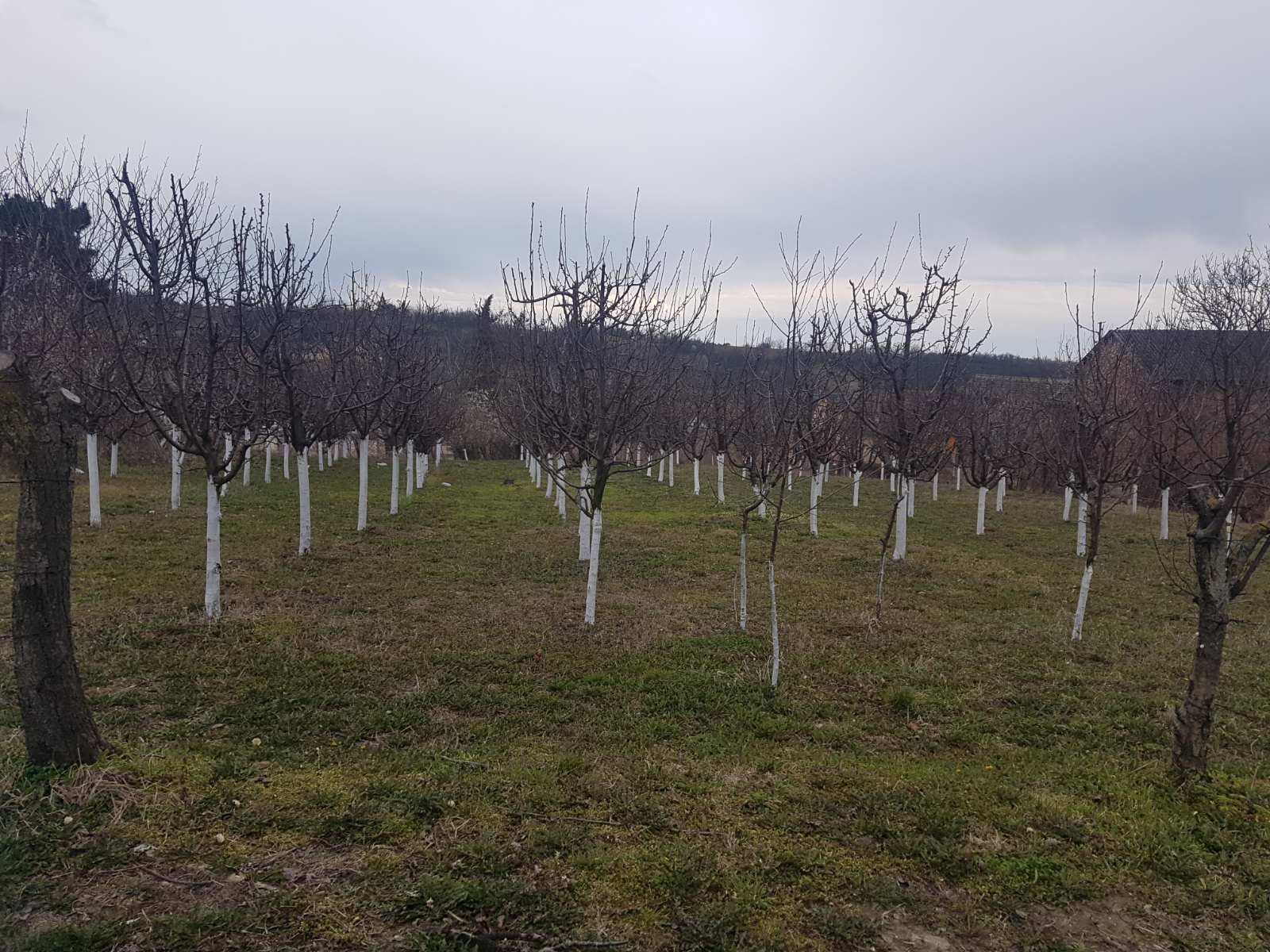 Plac na prodaju Lezimir 5