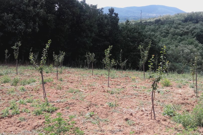 Prodajem plac 1ha i 10ari Babe Sopot 4