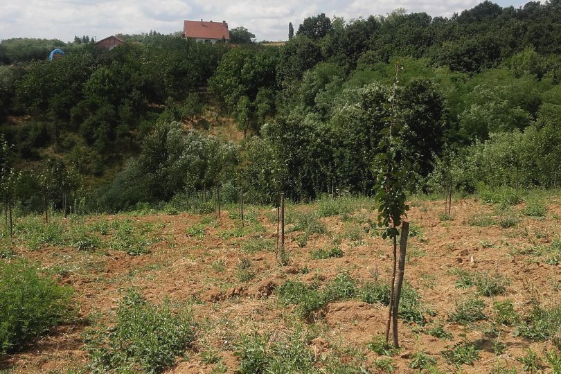 Prodajem plac 1ha i 10ari Babe Sopot 5