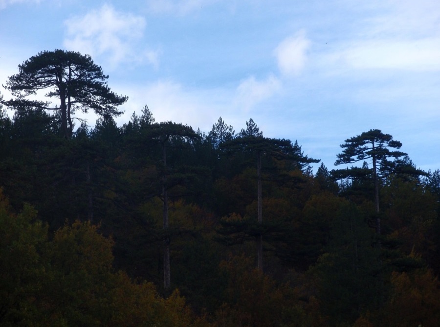 Prodaja kuce i okucnice 3