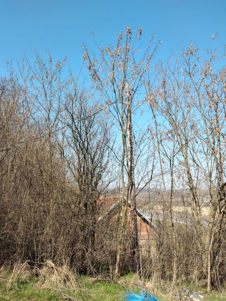 Prodaja zemljista Sepsin Mladenovac 2