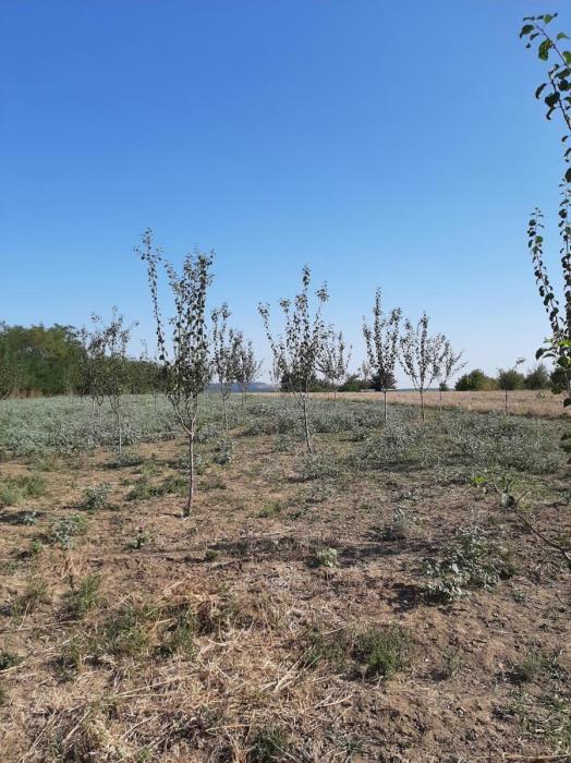 Prodajem komercijalno gazdinstvo sljiva 3