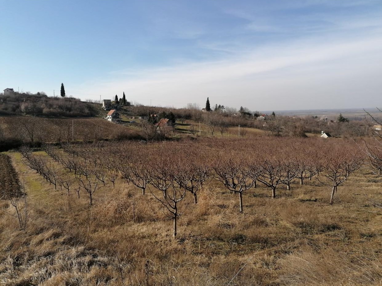 Prodajem vocnjak tresanja sorte Burlat 7god star vocnjak 1