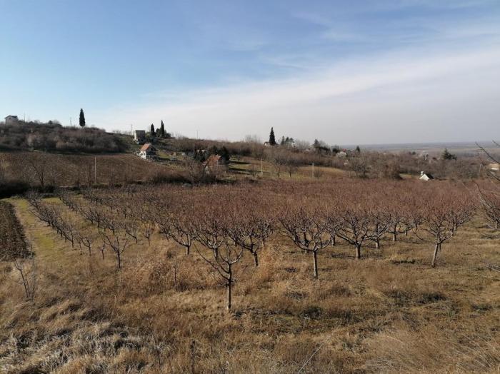 Prodajem vocnjak tresanja sorte Burlat 7god star vocnjak 7