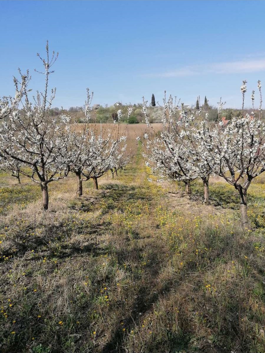 Prodajem vocnjak tresanja sorte Burlat 7god star vocnjak 4