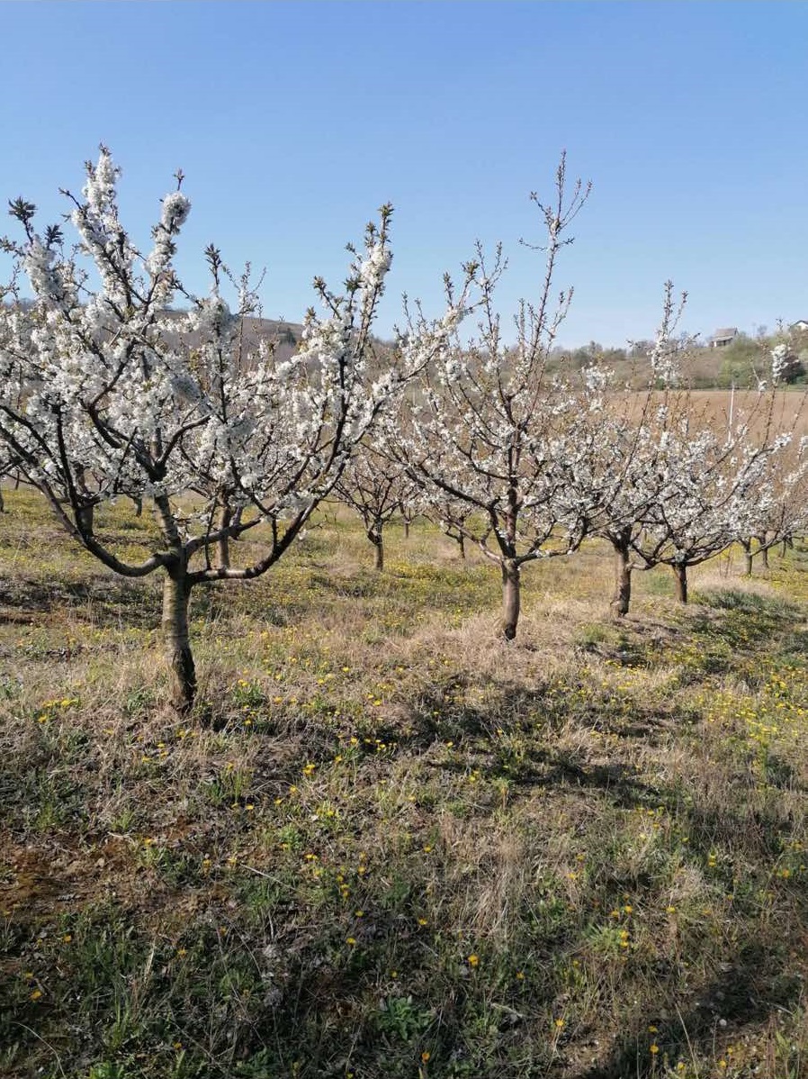 Prodajem vocnjak tresanja sorte Burlat 7god star vocnjak 5