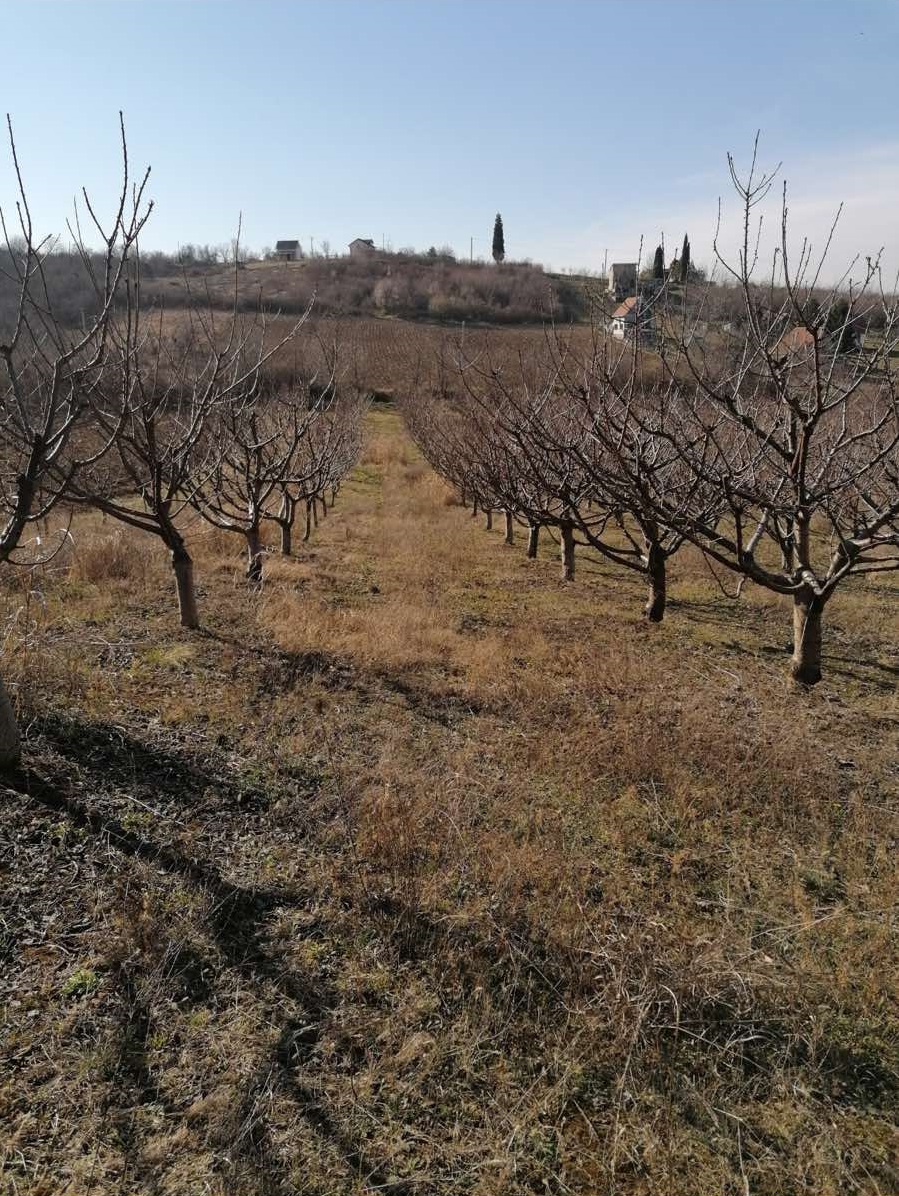 Prodajem vocnjak tresanja sorte Burlat 7god star vocnjak 3