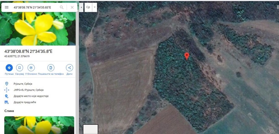 3ha i 34 ara kod Deligrad Aleksinac 2