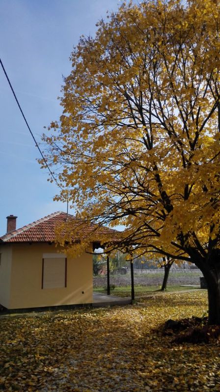 Kosmaj Koracica vikendica sa zasadom lesnika 3
