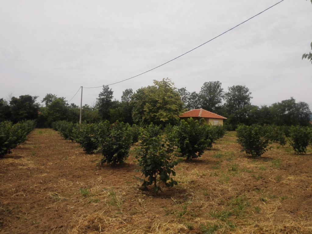 Kosmaj Koracica vikendica sa zasadom lesnika 5