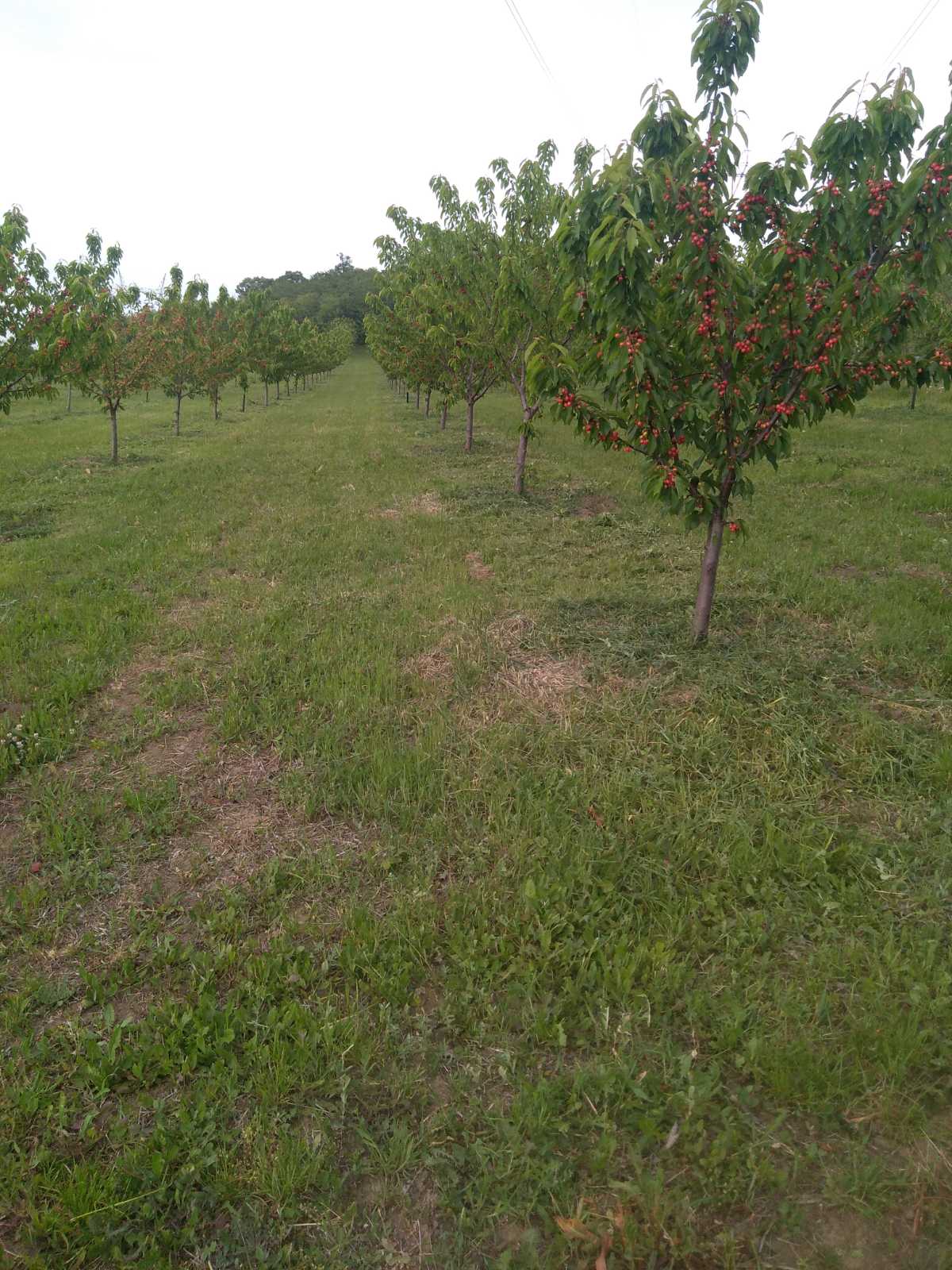Prodajem zasad tresanja u Vinci 1