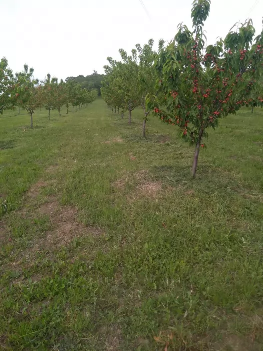 Prodajem zasad tresanja u Vinci 