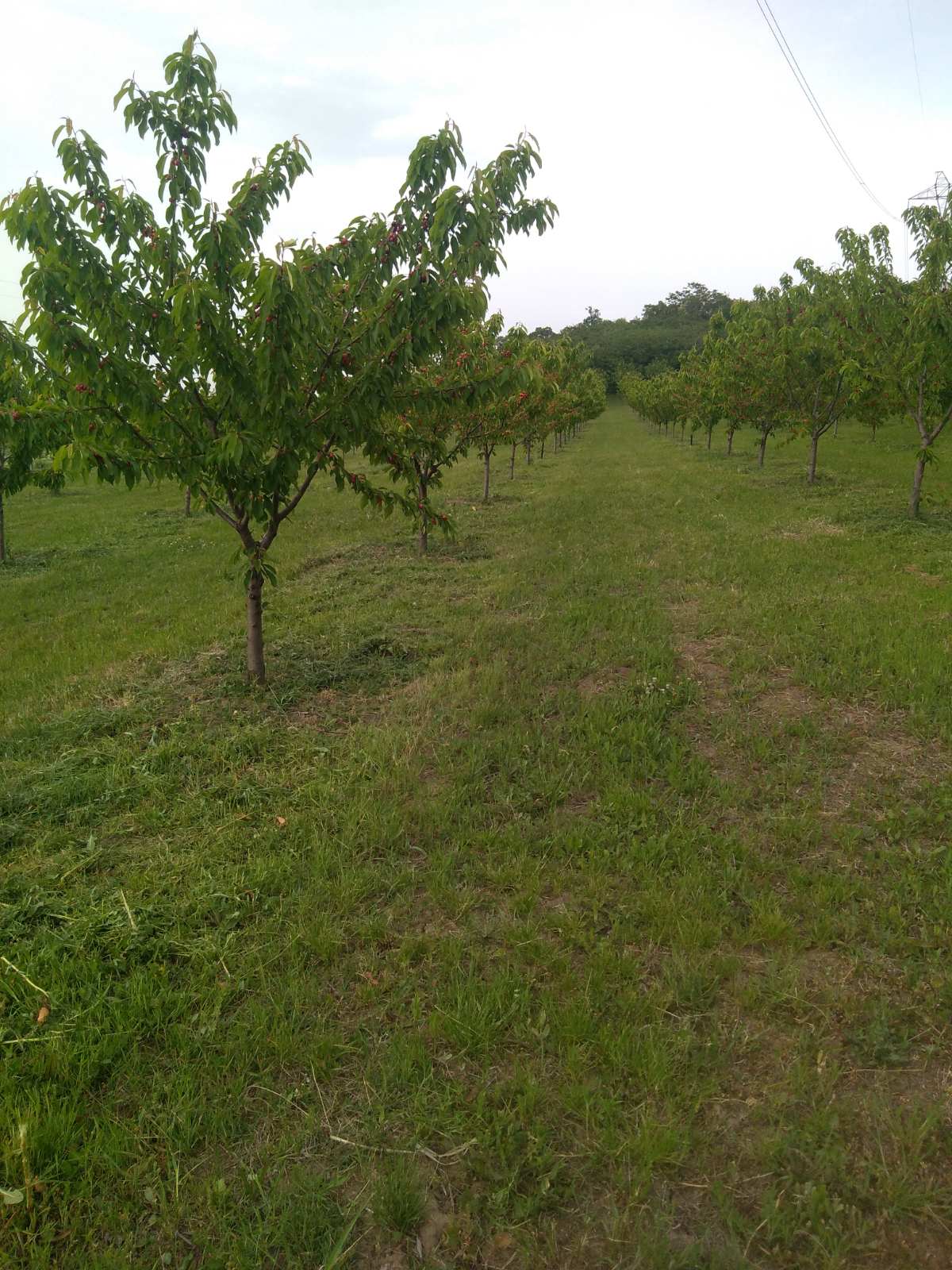 Prodajem zasad tresanja u Vinci 2