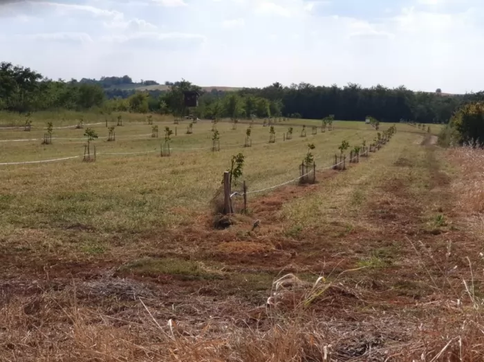 Njiva pod zasadom oraha opstina Cukarica 