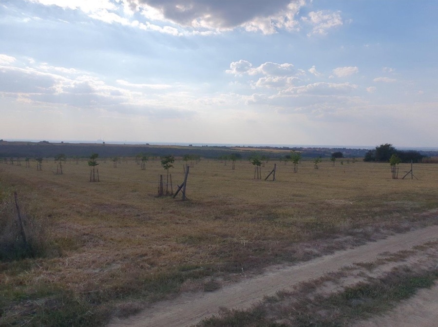 Njiva pod zasadom oraha opstina Cukarica 2