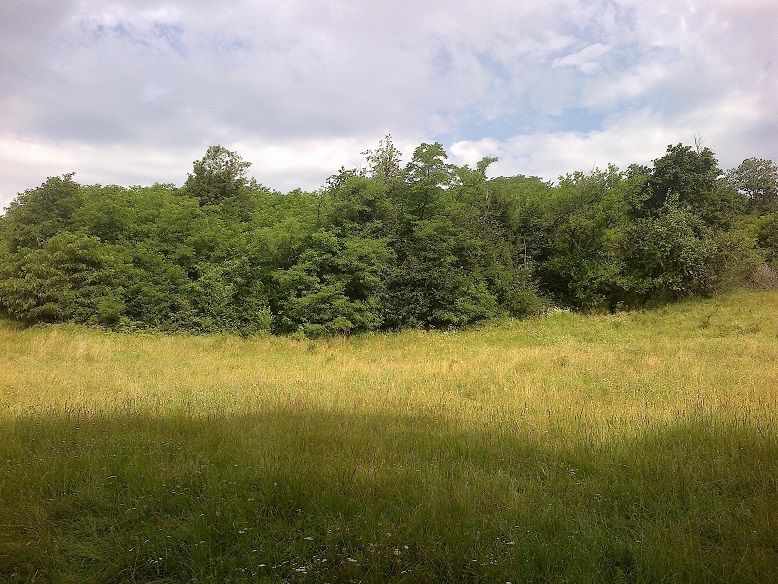 Plac  suma  56 ari Sopot Kosmaj 4