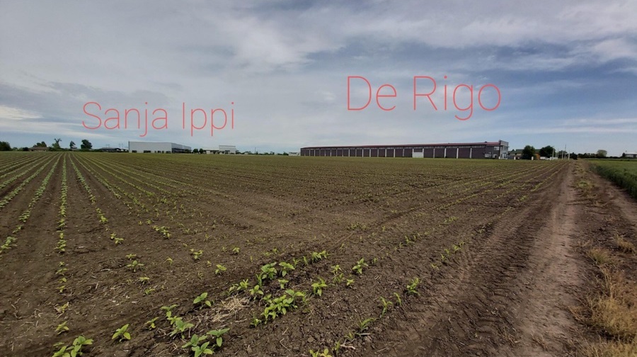 Zemljiste industrijska zona Stara Pazova 2