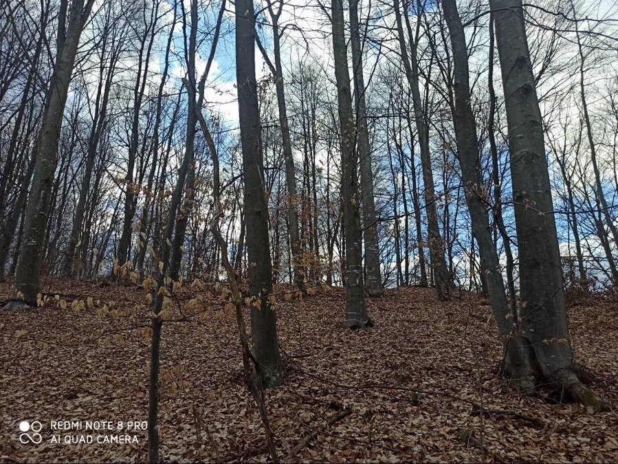 Prodajem njivu i sumu 2ha Uzice Lunovo selo 4