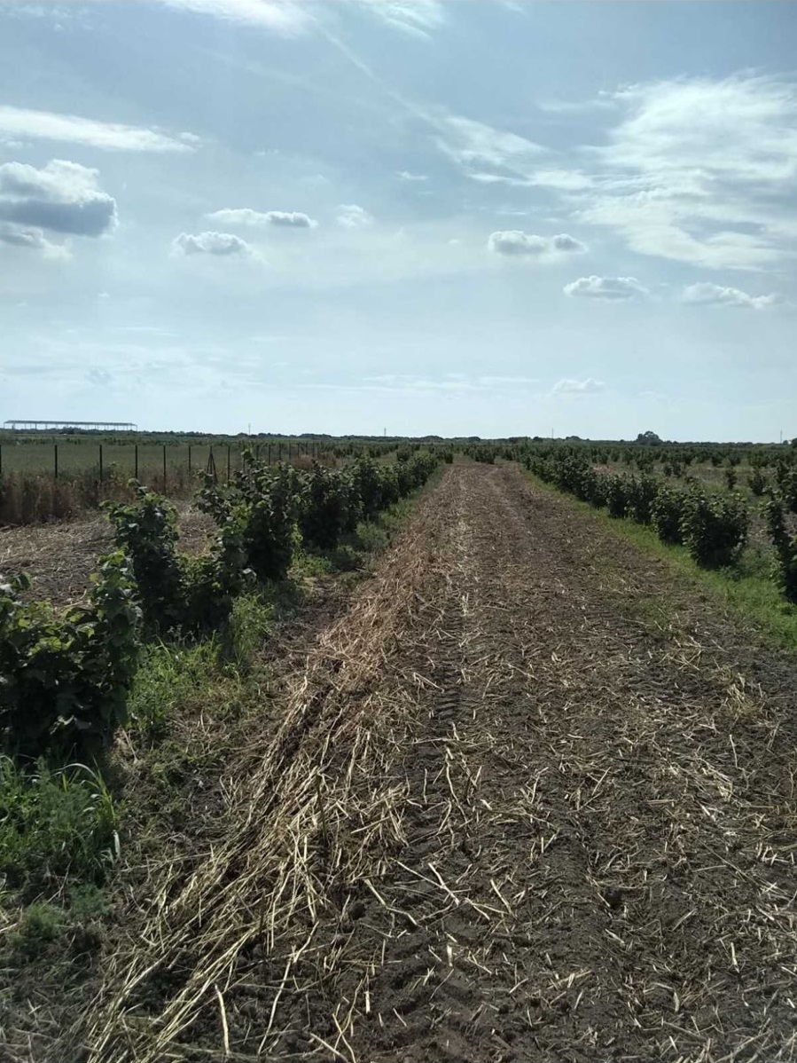 Na prodaju 2ha lesnika u Simanovcima 1