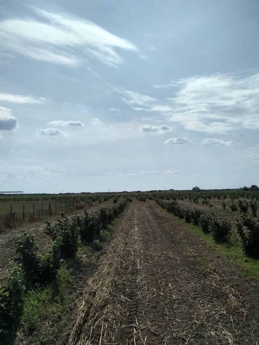 Na prodaju 2ha lesnika u Simanovcima 2