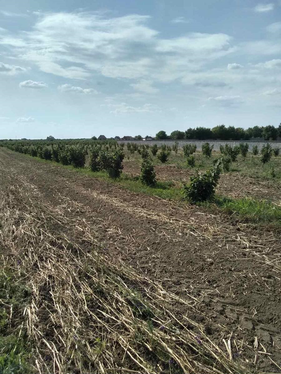 Na prodaju 2ha lesnika u Simanovcima 3