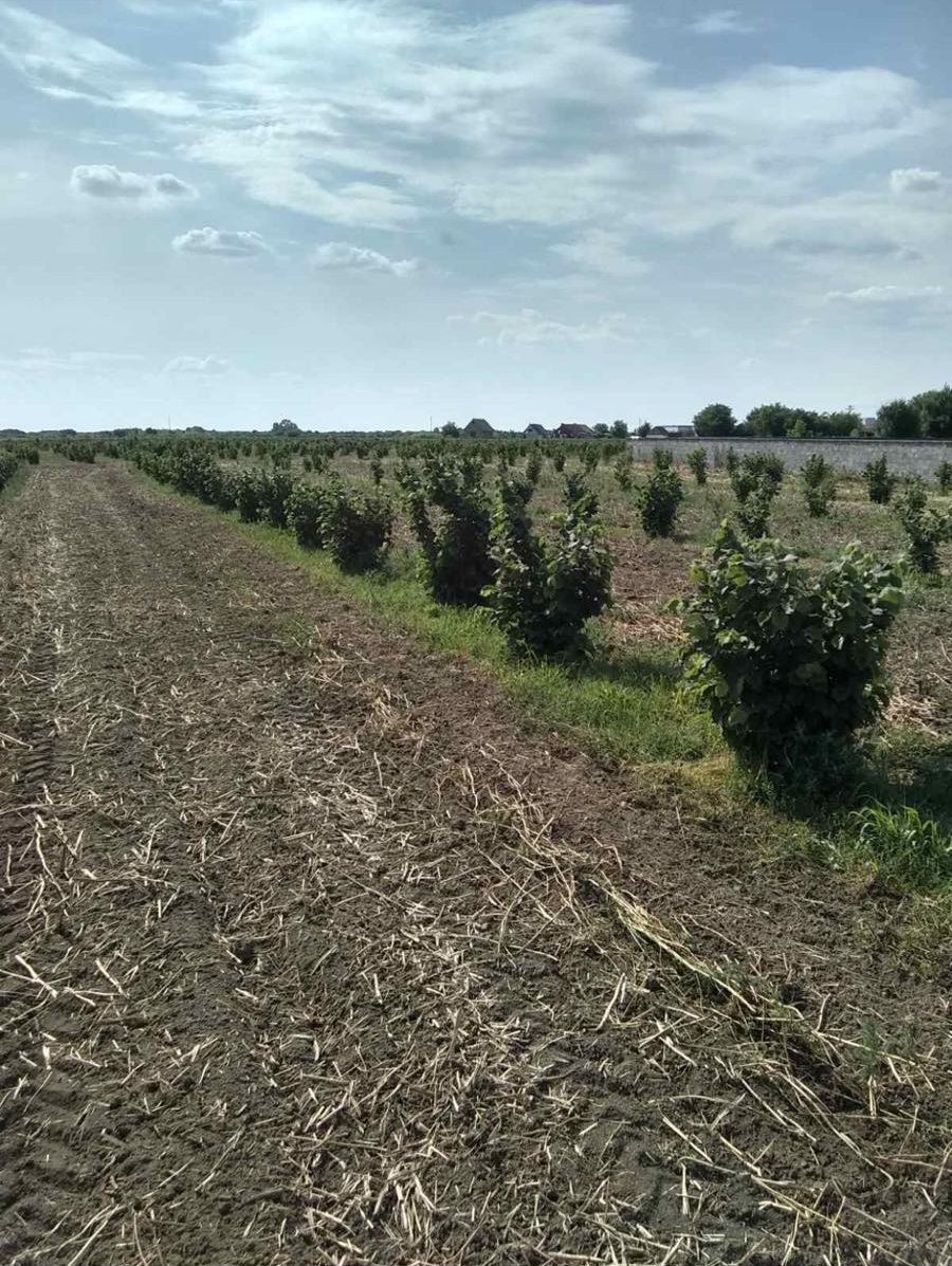 Na prodaju 2ha lesnika u Simanovcima 4