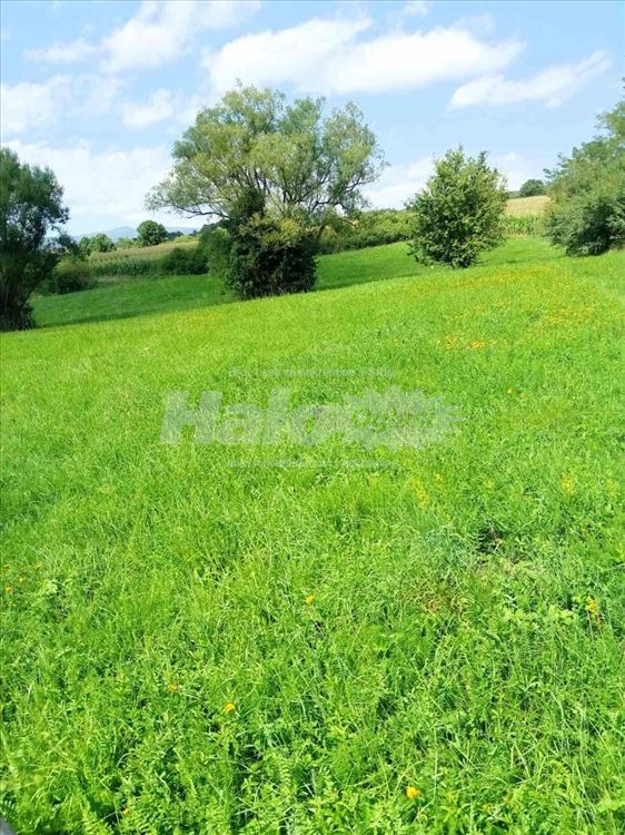 Livada idealna za dunje i kucu pored malog jezera 3