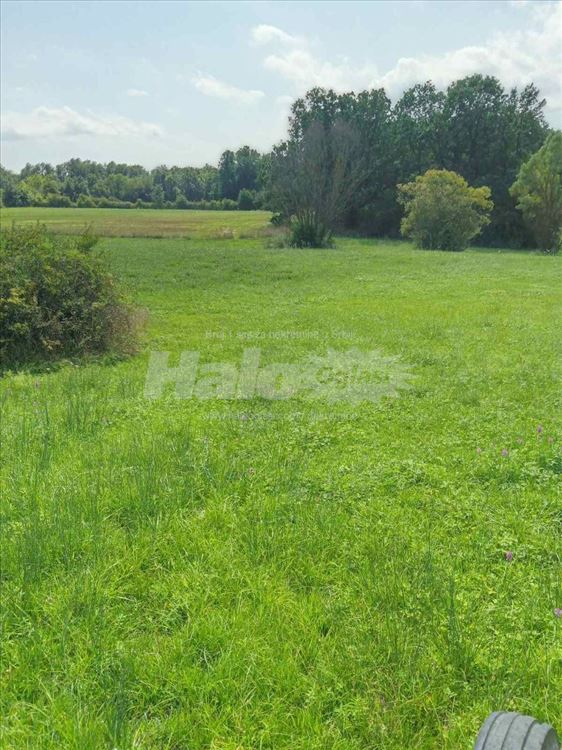 Livada idealna za dunje i kucu pored malog jezera 5