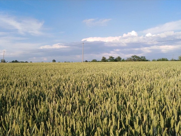 Plac 1 5 hekara izmedju Topole i Arandjelovca 1