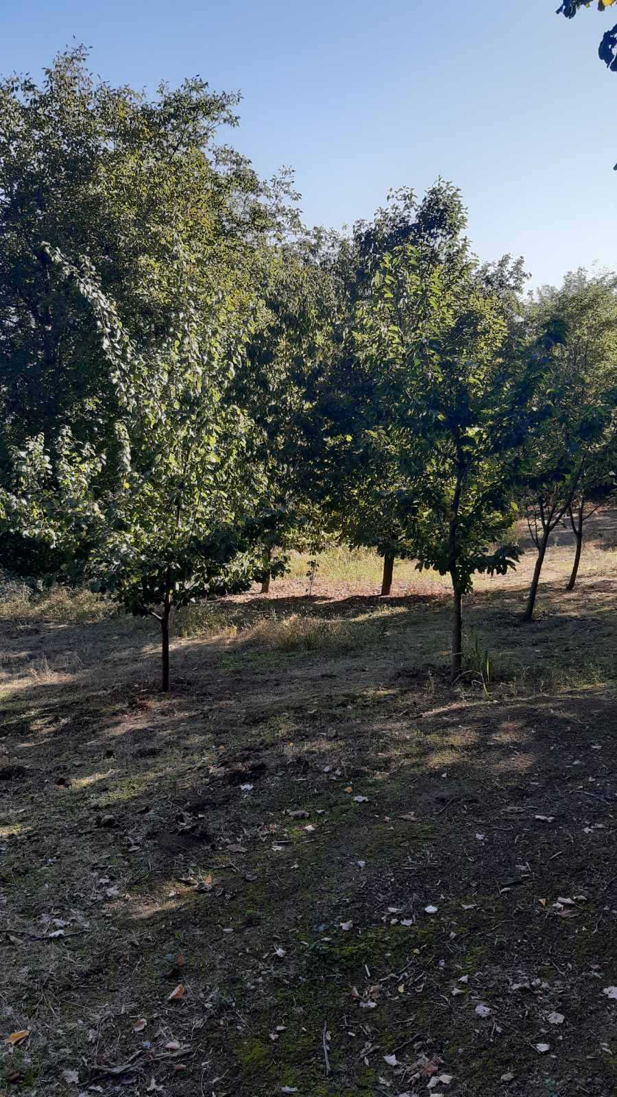 Prodajem plac u Indjiji 1