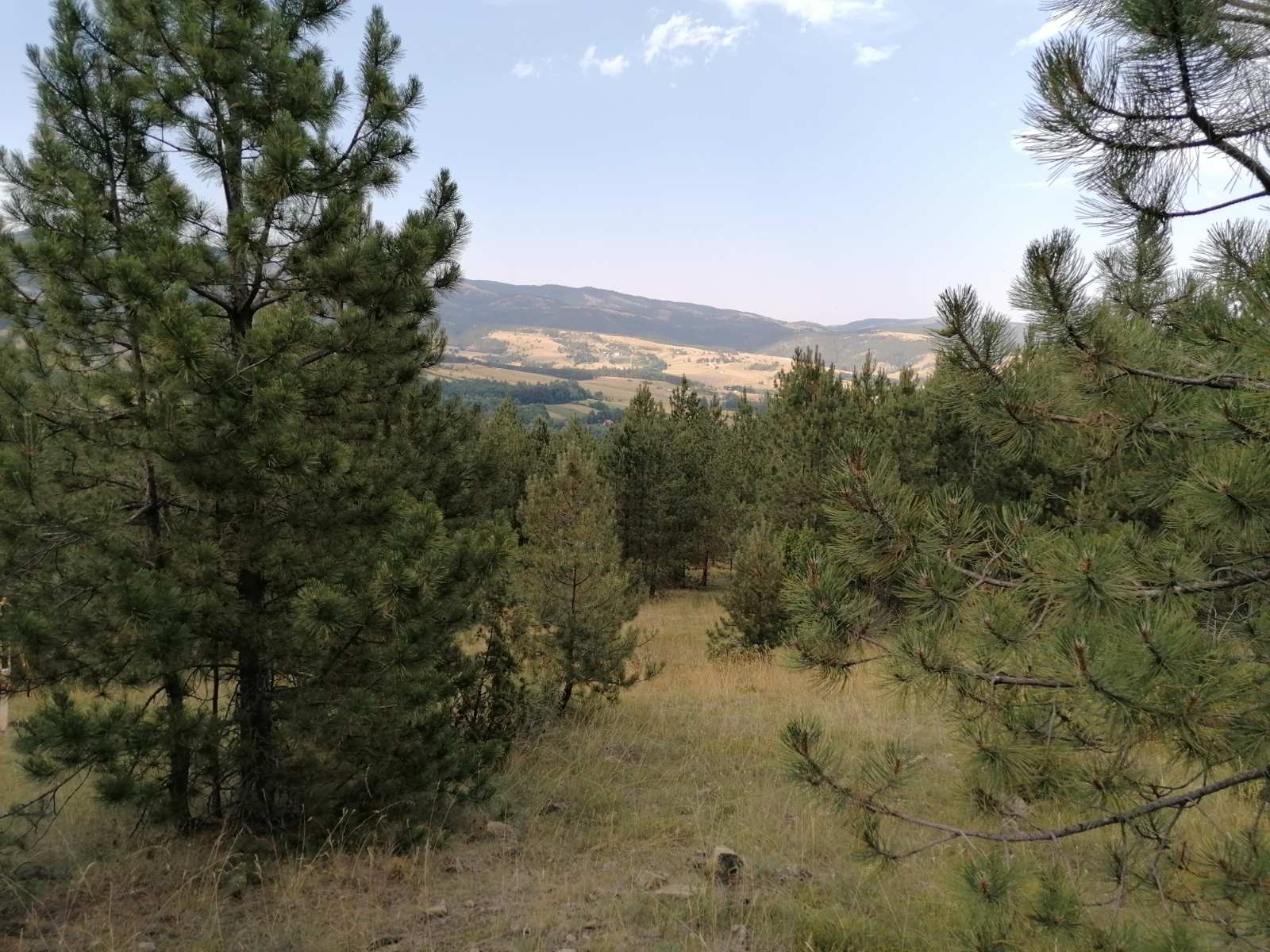 Divcibare Tometino Polje 4