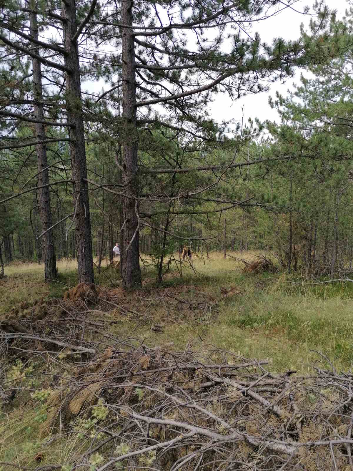 Divcibare Tometino Polje 5