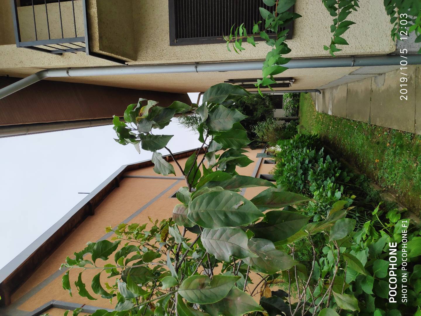 Kuća u Despotovcu 2